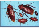 American-Roach-Or-Water-Bug-Pest-Control
