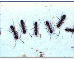Argentine-Ant-Pest-Control