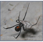 Black-Widow-Spider-Pest-Control