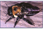 Carpenter-Bee-Pest-Control