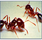 Fire-Ant-Pest-Control