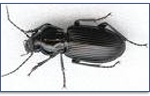 Ground-Beetles-Pest-Control
