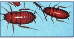 Oriental-Roach-Pest-Control