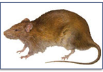 Rats-Pest-Control