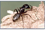Carpenter-Ant-Pest-Control