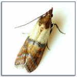 Indian-Meal-Moth
