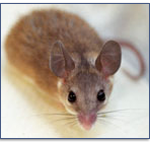 Mice-Pest-Control